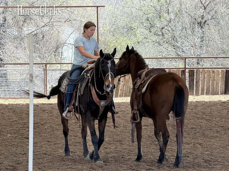 "Dove" Bay Filly Quarter Horse