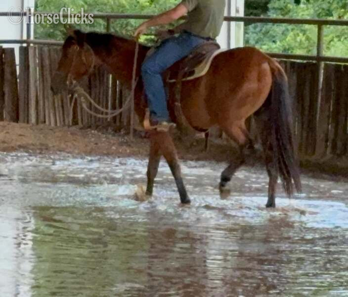 "Dove" Bay Filly Quarter Horse - Quarter Horse in Texas