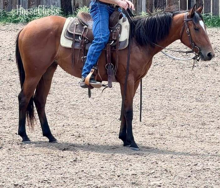 "Dove" Bay Filly Quarter Horse - Quarter Horse