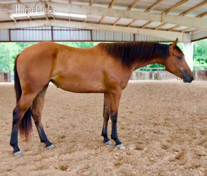 "Dove" Bay Filly Quarter Horse Texas