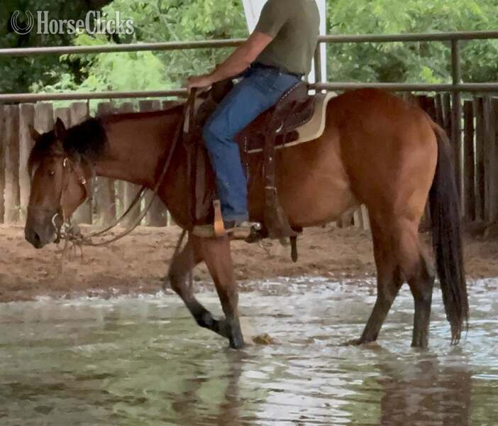Quarter Horse - "Dove" Bay Filly Quarter Horse in Texas