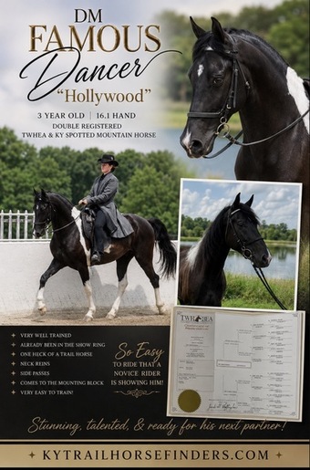 "DMF Famous Dancer ?Hollywood?" Pinto Colt Tennessee Walker
