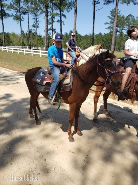 "Doc Holiday" Sorrel Gelding Paso Fino in Georgia