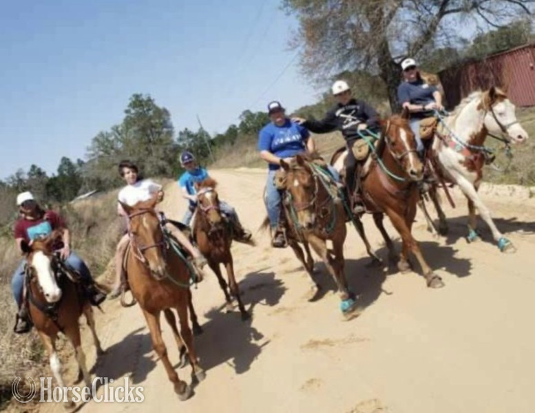 "Doc Holiday" Sorrel Gelding Paso Fino