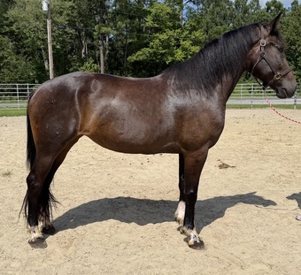 "Mare" Black Mare Draft