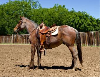 "Conway " Bay Roan Gelding Quarter Horse