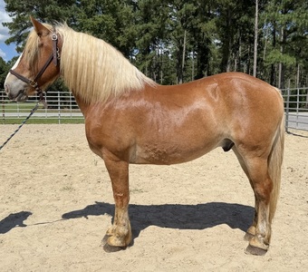 "Max " Sorrel Gelding Belgian