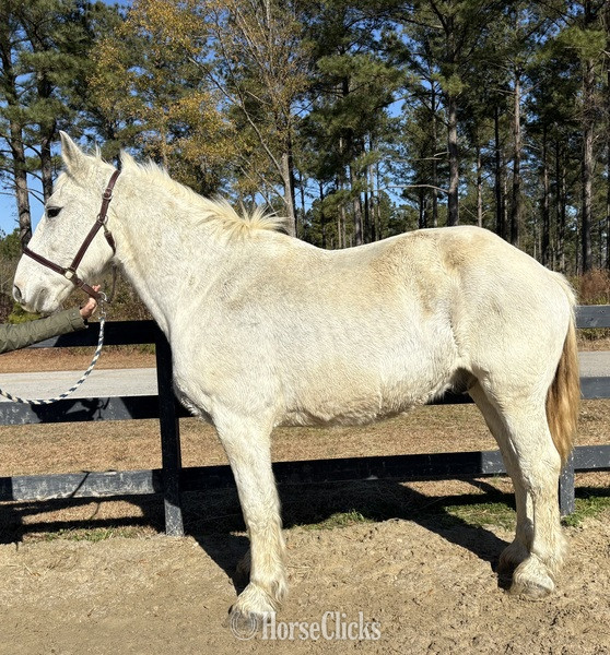 "Grey" Grey Gelding Percheron in North Carolina