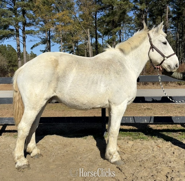 "Grey" Grey Gelding Percheron