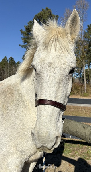 North Carolina "Grey" Grey Gelding Percheron