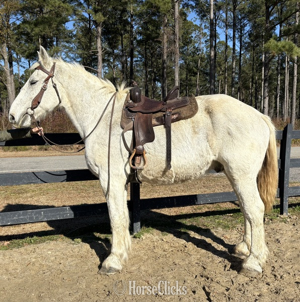 "Grey" Grey Gelding Percheron - Percheron in North Carolina
