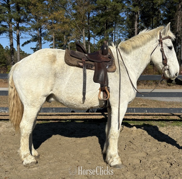 "Grey" Grey Gelding Percheron - Percheron