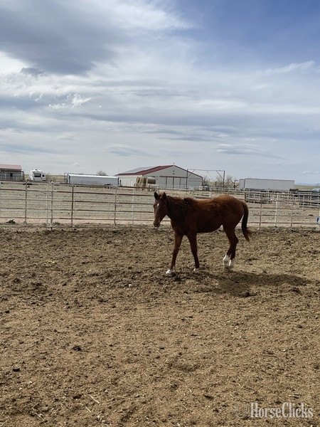 "Frenchmans Wildpeppy" Sorrel Filly Quarter Horse in Colorado