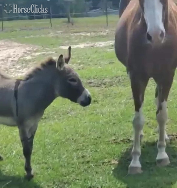 "Otto" Grey Stallion American Miniature - American Miniature in Georgia