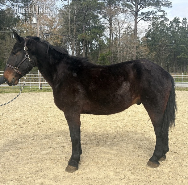 "Draft" Black Gelding Draft in North Carolina