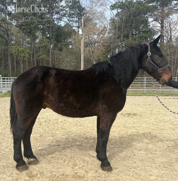 "Draft" Black Gelding Draft