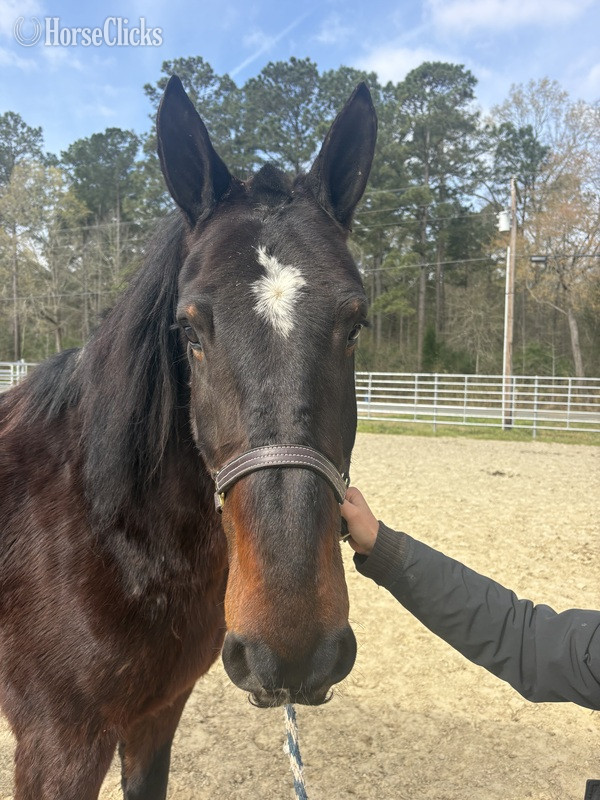 North Carolina "Draft" Black Gelding Draft
