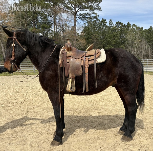 "Draft" Black Gelding Draft - Draft in North Carolina