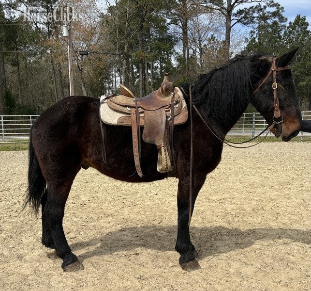 "Draft" Black Gelding Draft - Draft