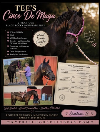 "TEF?S Cinco De Maya" Black Filly Rocky Mountain