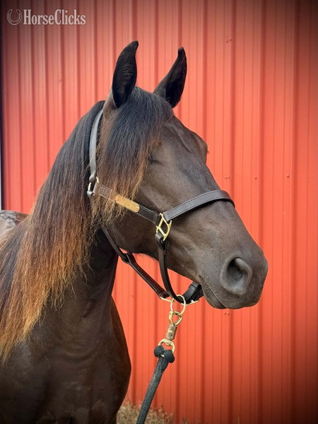 "TEF?S Cinco De Maya" Black Filly Rocky Mountain in Kentucky