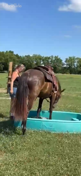 "TEF?S Cinco De Maya" Black Filly Rocky Mountain