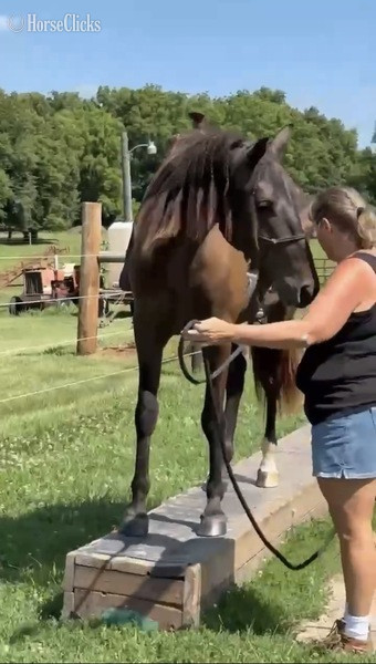 Kentucky "TEF?S Cinco De Maya" Black Filly Rocky Mountain