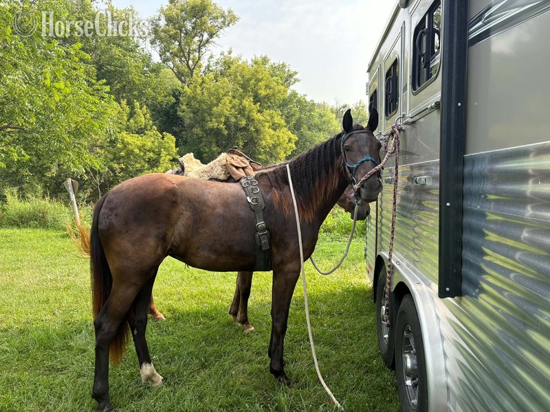"TEF?S Cinco De Maya" Black Filly Rocky Mountain - Rocky Mountain