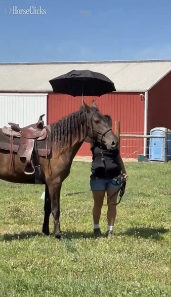 "TEF?S Cinco De Maya" Black Filly Rocky Mountain Kentucky
