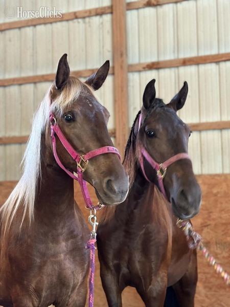Rocky Mountain - "TEF?S Cinco De Maya" Black Filly Rocky Mountain in Kentucky