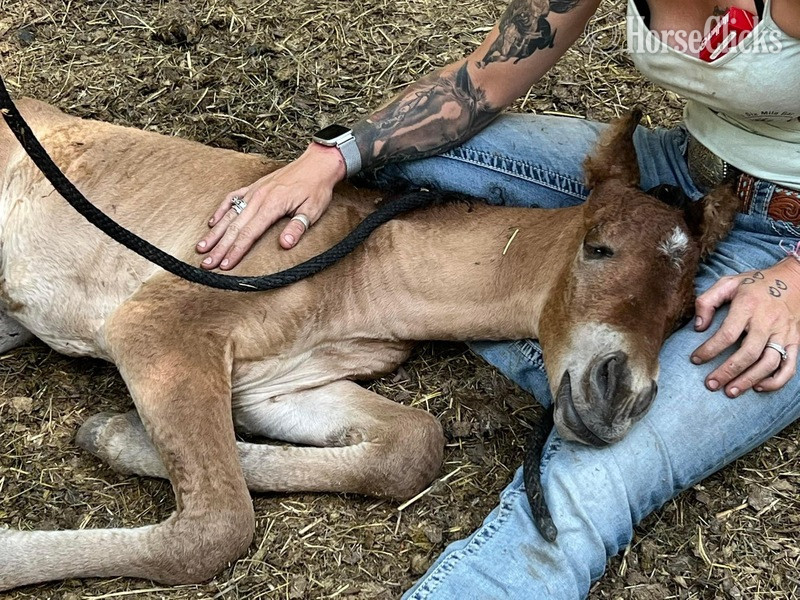 "Pazars Royal Flush " Dun Colt Curly