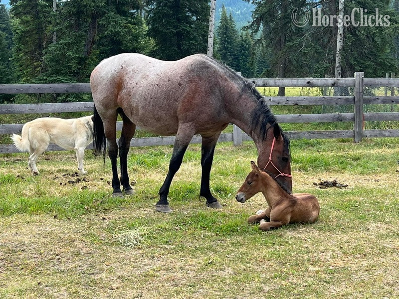 "Pazars Royal Flush " Dun Colt Curly - Curly in Montana