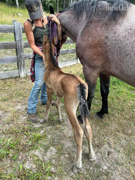 "Pazars Royal Flush " Dun Colt Curly - Curly