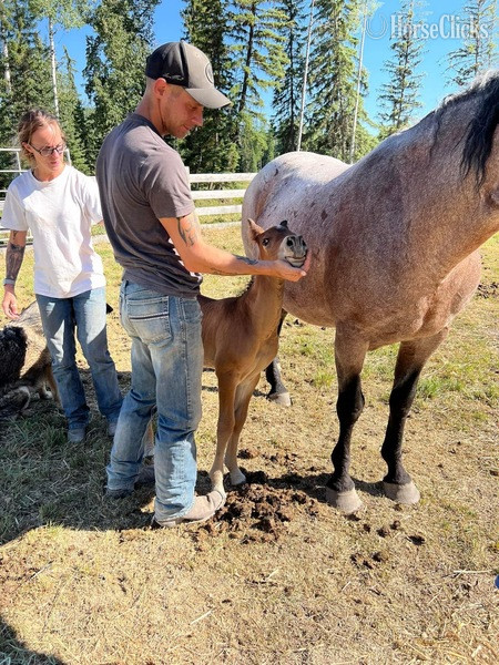 "Pazars Royal Flush " Dun Colt Curly Montana