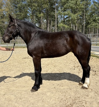 "Percheron" Black Mare Percheron