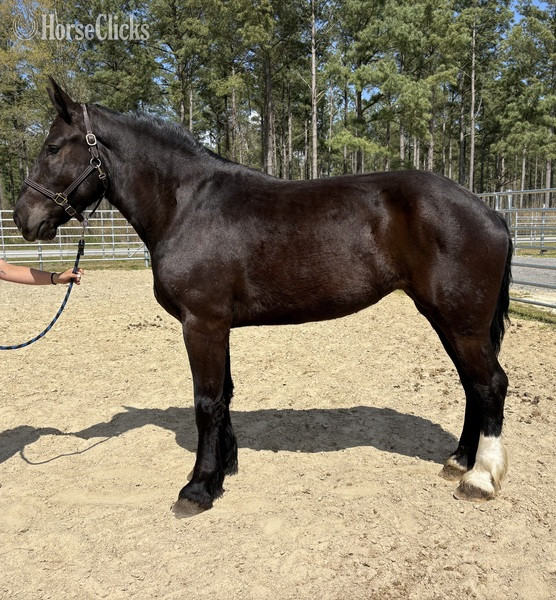 "Percheron" Black Mare Percheron in North Carolina