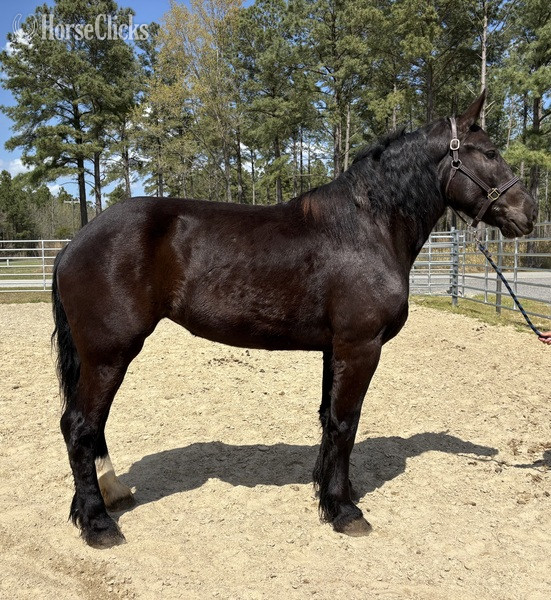 "Percheron" Black Mare Percheron
