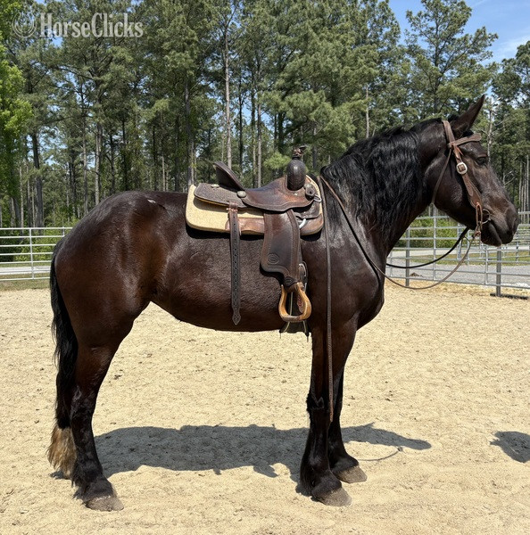 "Percheron" Black Mare Percheron - Percheron