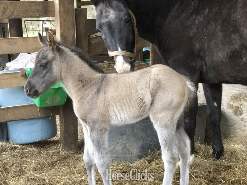 "pending" Grulla Colt Quarter Horse in Texas