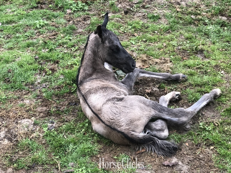 "pending" Grulla Colt Quarter Horse