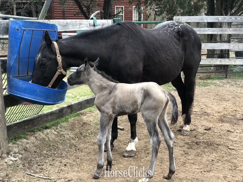 Texas "pending" Grulla Colt Quarter Horse