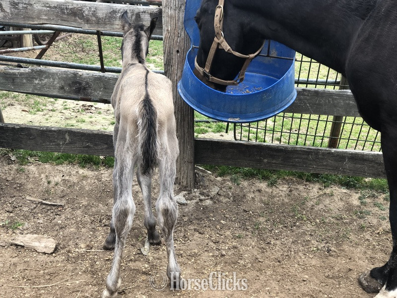"pending" Grulla Colt Quarter Horse - Quarter Horse in Texas