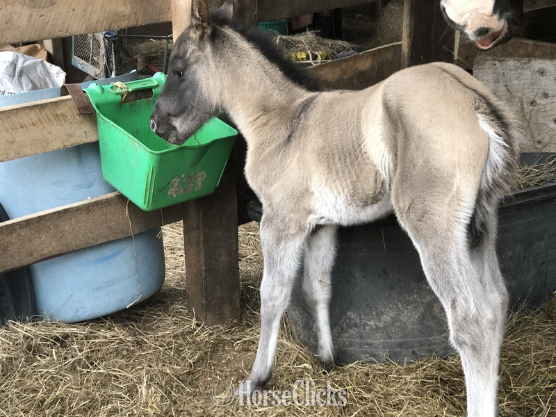 "pending" Grulla Colt Quarter Horse - Quarter Horse