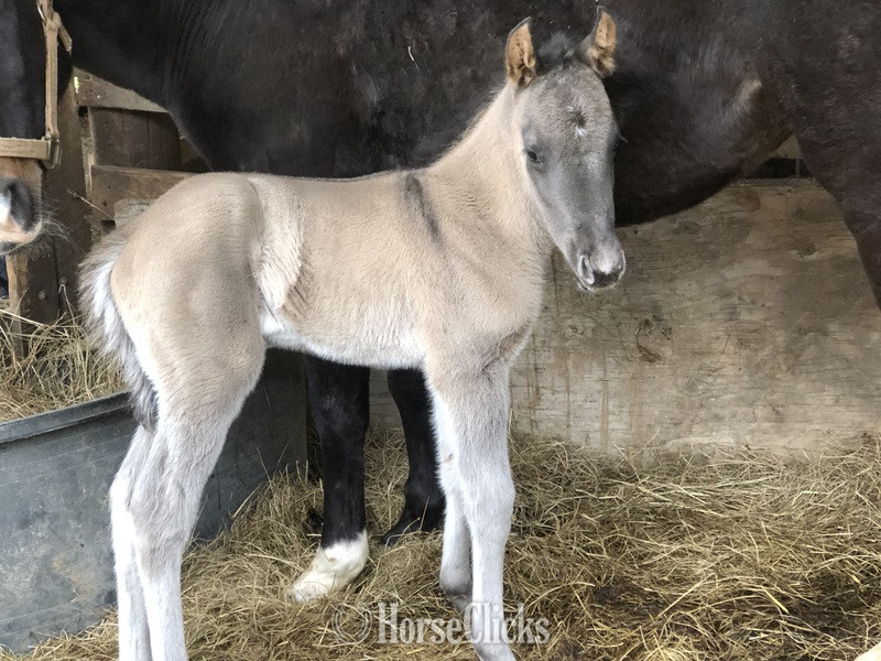 "pending" Grulla Colt Quarter Horse Texas