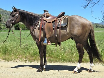 "LEGALLY STREAKN" Grulla Gelding Quarter Horse