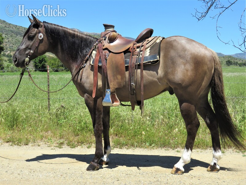 "LEGALLY STREAKN" Grulla Gelding Quarter Horse in California