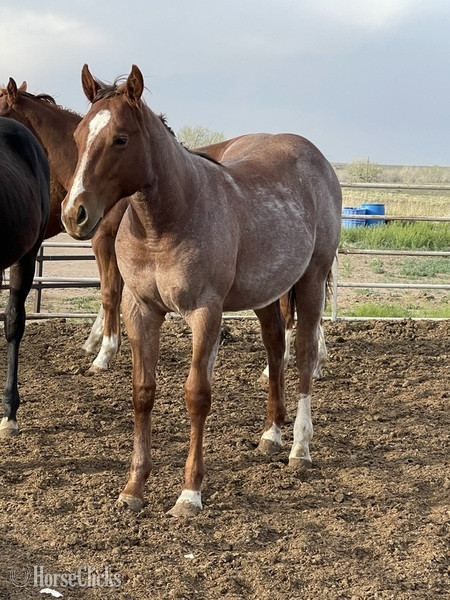 "Dash with frenchman" Red Roan Colt Quarter Horse in Colorado