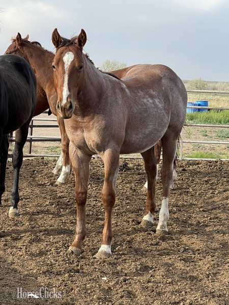 "Dash with frenchman" Red Roan Colt Quarter Horse