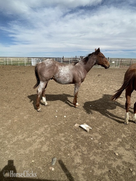 Colorado "Dash with frenchman" Red Roan Colt Quarter Horse