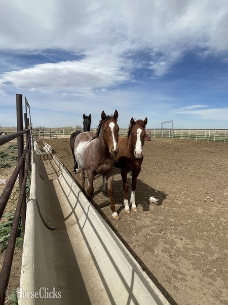 "Dash with frenchman" Red Roan Colt Quarter Horse - Quarter Horse in Colorado